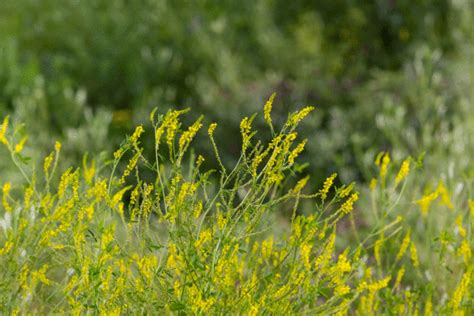 Yellow Sweet Clover Melilotus Officinalis Great Basin Seeds
