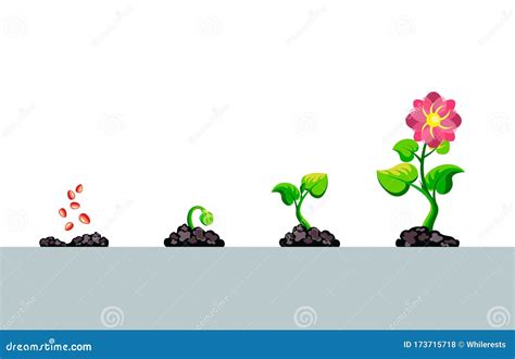 Sequence Of Bean Seeds Germination Cartoon Vector