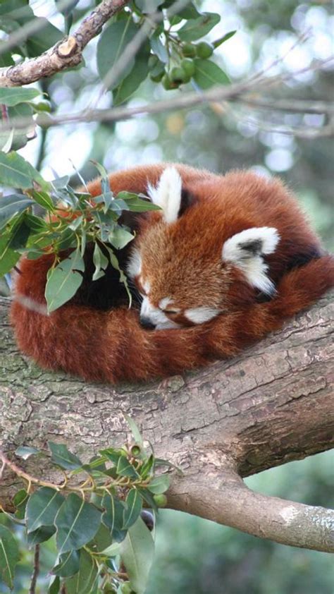 Share 60 Cute Red Panda Wallpaper Latest In Cdgdbentre