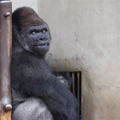 This Is Apparently The Worlds Most Handsome Gorilla And Women Are