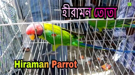 Hiraman Parrot Parrots And Parakeets Price In Bird Market Youtube