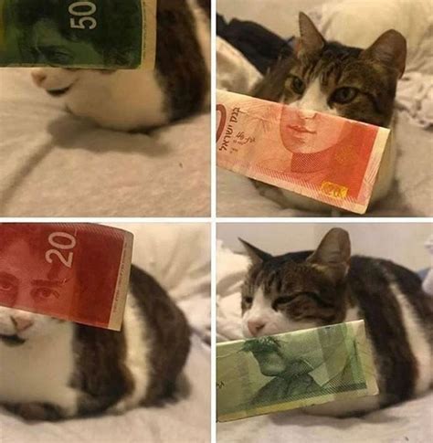 To share the meme, scroll the image and click the social media icons that appear on the bottom right. 3 A.M. Caturday Madness (35 Cat Memes) in 2020 | Cat memes ...