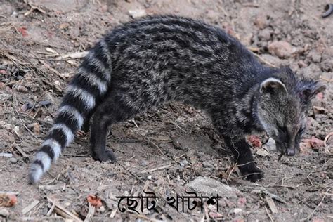 ছোট খাটাশ Small Indian Civet