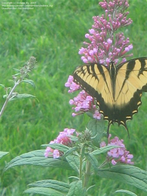 Hummingbird And Butterfly Gardening Two Female Eastern Tiger