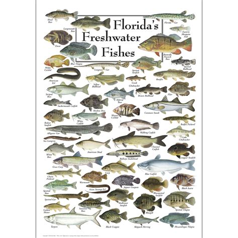 Tropical Freshwater Fish Chart
