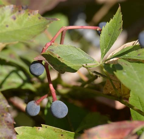Various Blue Berries Brighten September Walks In Forests In Southern