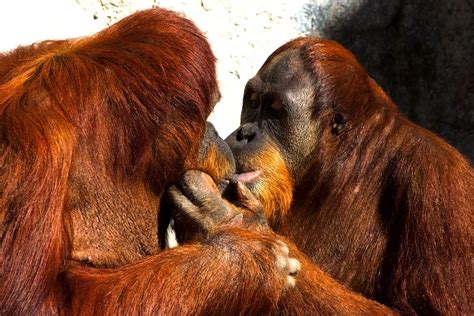 Love Animals Kissing Monkeys Orangutans 2250x1501