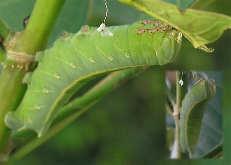 Bright Green Caterpillar Pachylia Ficus Bugguidenet