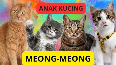 Anak Kucing Meong Meong Lagu Anak Kucing Lagu Anak Kucing Viral