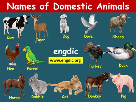 Domestic Animals Chart Pdf Domestic Animals Pictures With Names