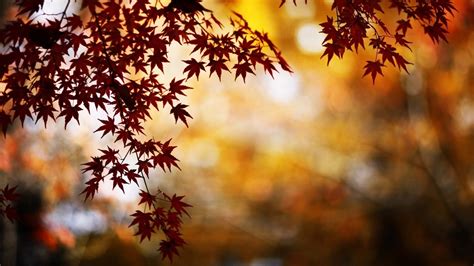 Nature Trees Leaves Bokeh Maple Leaves Fall Water Wallpapers Hd