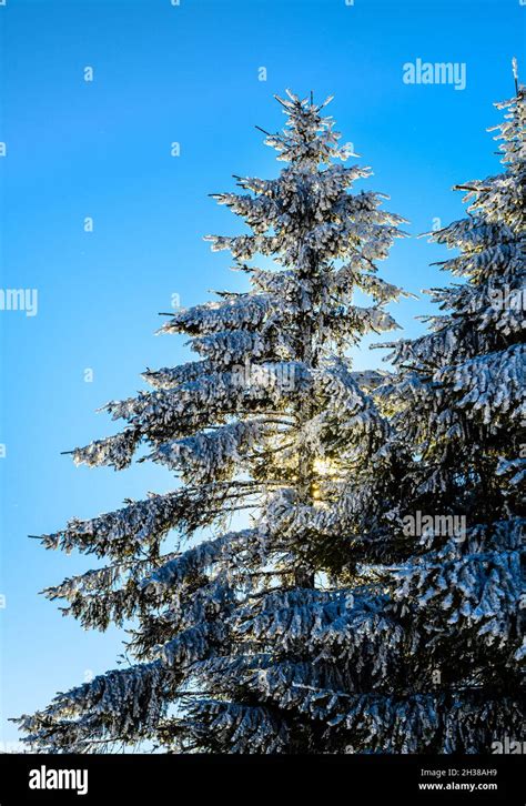 Christmas Snowscape Hi Res Stock Photography And Images Alamy