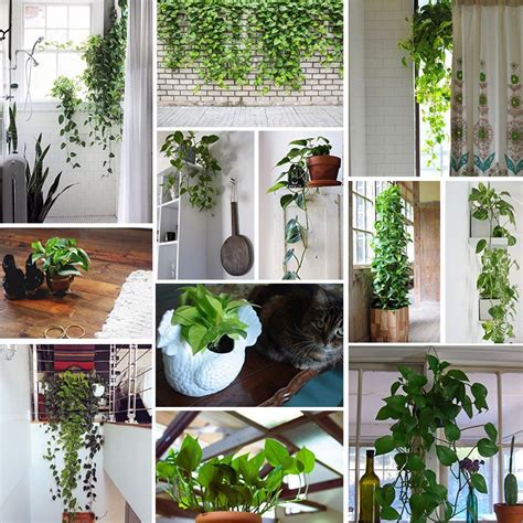 Pothos Plant Care Your Complete Guide