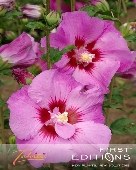 We did not find results for: 62 best images about Flowers blooming in June and July on ...