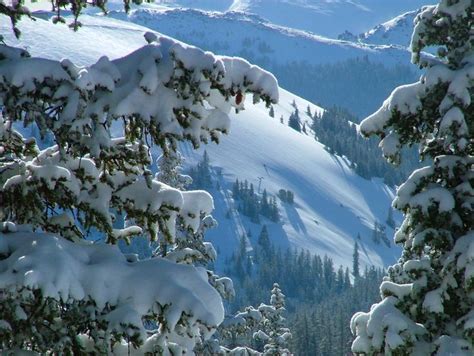 93 Best Snow Covered Mountain And Pine Trees Images On