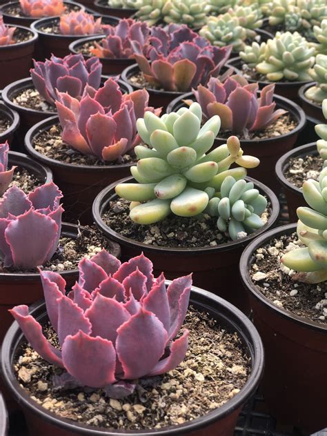 Our selection of cacti and succulents is extensive and includes many rare and tufted ice plant, a miniature gem of the south african mesembs, is a fabulous cold hardy succulent for use in rock gardens and containers. Few things more gorgeous than a healthy Echeveria ...