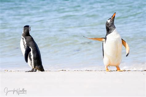 Sassy Penguin Wins The Peoples Choice Award For Funniest Animal Photo
