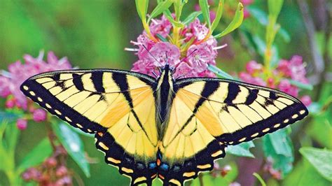 Eastern Tiger Swallowtail Butterfly Britannica