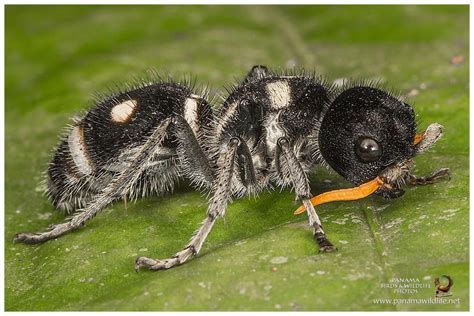 Panama Birds And Wildlife Photos On Instagram “velvet Ant Hoplomutilla