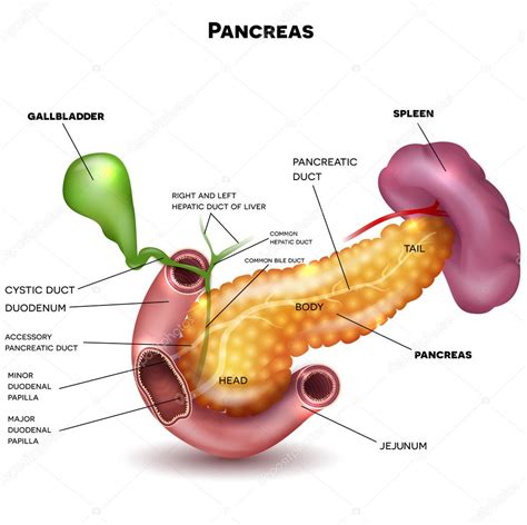 Páncreas Y órganos Circundantes Stock Vector By ©megija 125191290