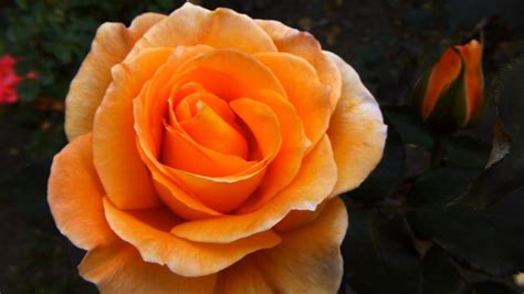 1) subir en tamaño mediano 2) empezamos hoy dia 9 de agosto y hasta subir 20 fotos o después de una semana en marcha, quedando así cerrado el concurso. #7779, Rosa de color naranja Raw, Flores y plantas - YouTube