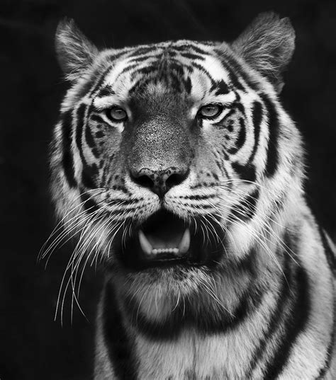 Tiger Black And White Marcus Holmqvist Flickr