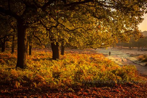 Autumn In Richmond Park Matt Christie Photography