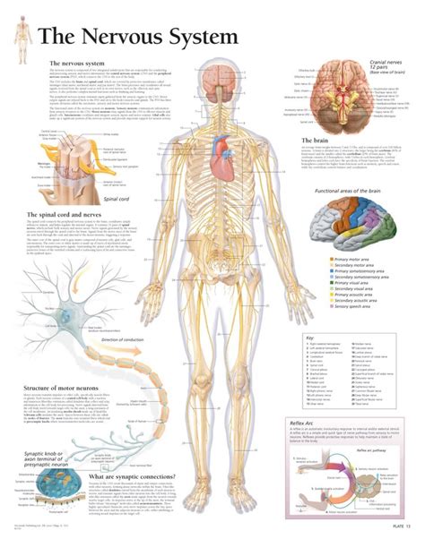 The Nervous System Scientific Publishing Human Body Nervous System