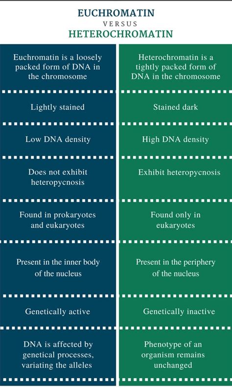 Distinguish Between Euchromatin And Heterochromatin Brainly In