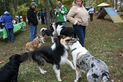 Your pet will feel welcome and well pampered. Almost Home Collie Rescue 059 | Collie rescue, Collie, Dogs