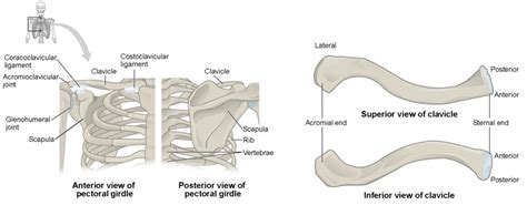 The Pectoral Girdle Anatomy And Physiology I