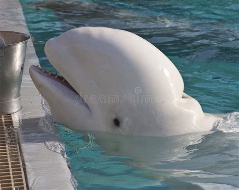 Beluga Whale Stock Image Image Of Head Beauty Beach 21875995