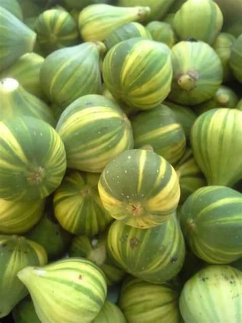 Beberapa hari lepas, saya berkunjung ke sebuah masjid di orang tu kata, sepokok benih pokok kurma ini harganya rm 800 setiap satu jadi kalau 50 pokok. TIN - 5 Photos - Agricultural Cooperative - Kebonkliwon RT ...