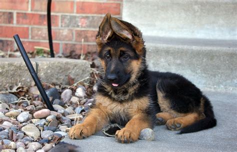 Our german shepherd puppies come from certified german bloodlines and all are certified with international pink papers. Cheap German Shepherd Puppies For Sale | PETSIDI
