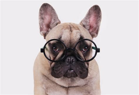 16 Adorable Photos Of Dogs Wearing Glasses