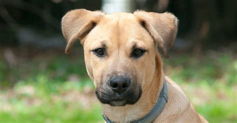 Luca (a48210884) is a 1 year old, male, black and white, terrier blend see this pet Black Mouth Cur Lab Mix - Check Out Our Complete Guide Here