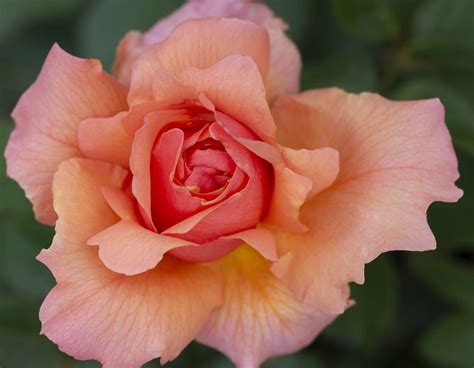 Apricot Candy™ Star® Roses And Plants