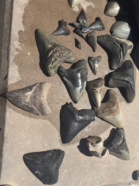 Fossilized Shark Teeth Some Megaladon The Guy Was Scuba Diving Just