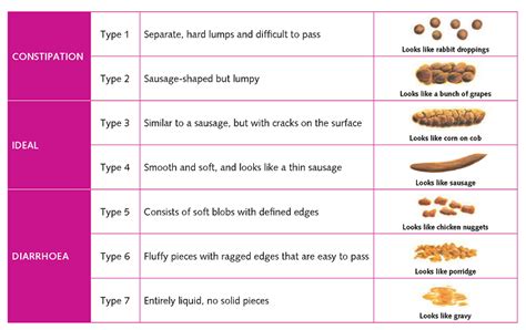 The other bowel movements should be during the day and just before bedtime. Caution! Look Before You Flush