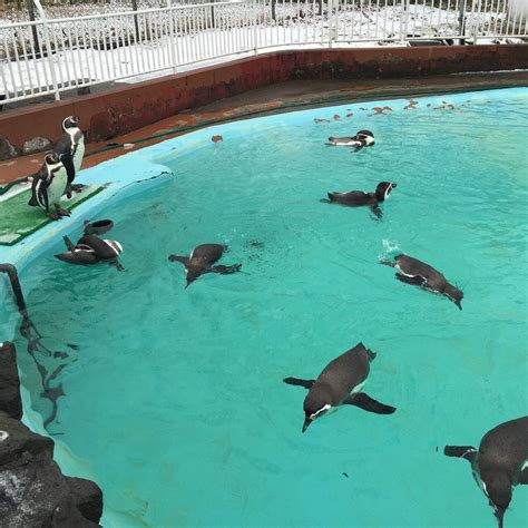 Kushiro City Zoo Ce Quil Faut Savoir Pour Votre Visite 2022