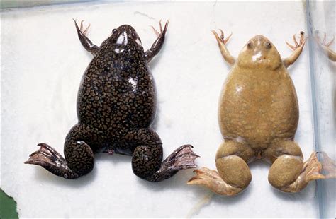 New Neighbors Clawed Frogs Identified As Invasive Species In Florida