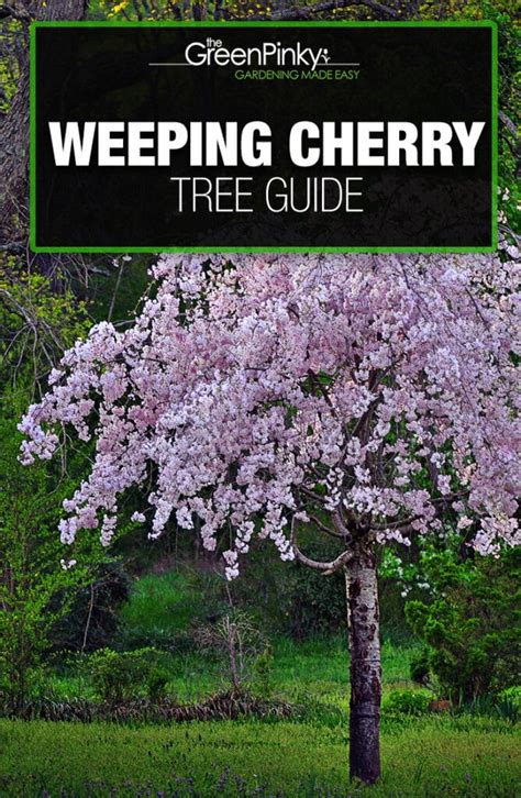 Weeping Cherry Tree Everything You Need To Know