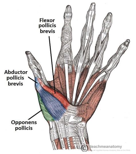 The Muscles Of The Hand Thenar Hypothenar TeachMeAnatomy