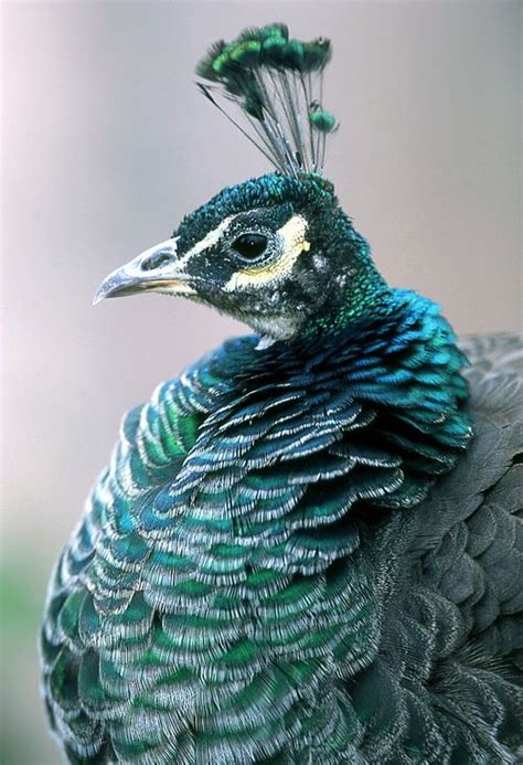 17 best images about peacocks on pinterest peacocks peacock bird and green peacock