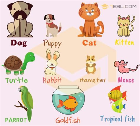 Huge List Of Pets And Different Types Of Pets With Pictures 7esl