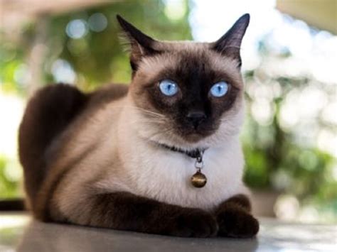 Extraordinary Personality And Characteristics Of Siamese Cats