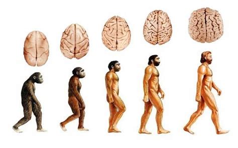How Did Human Brain Evolve To Reach This Size Researchers Found A