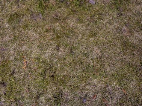 Soil With Dried Grass Background Seamless Texture Of The Ground With
