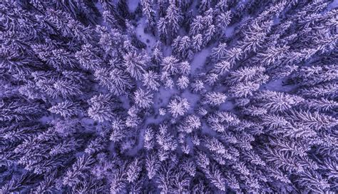 Fractals In Nature Develop Your Pattern Recognition Skills