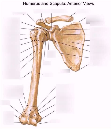 Humerus And Scapula Anterior View Diagram Quizlet